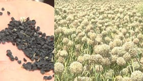 ಈರುಳ್ಳಿ ಬೀಜದ ದರ ಅರ್ಧದಷ್ಟು ಇಳಿಕೆ; ರೈತರಲ್ಲಿ ಕಣ್ಣೀರು ತರಿಸಿದ ಈರುಳ್ಳಿ