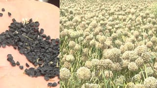 ಬೀದರ್​​: ಈರುಳ್ಳಿ ಬೀಜದ ದರ ಅರ್ಧದಷ್ಟು ಇಳಿಕೆ; ರೈತರಲ್ಲಿ ಕಣ್ಣೀರು ತರಿಸಿದ ಈರುಳ್ಳಿ