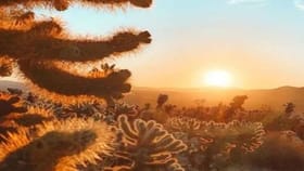 ಈ ಚಿತ್ರದಲ್ಲಿ ಅಡಗಿ ಕುಳಿತಿರುವ ಕಳ್ಳ ಬೆಕ್ಕನ್ನು ಕಂಡು ಹಿಡಿಯಬಲ್ಲಿರಾ