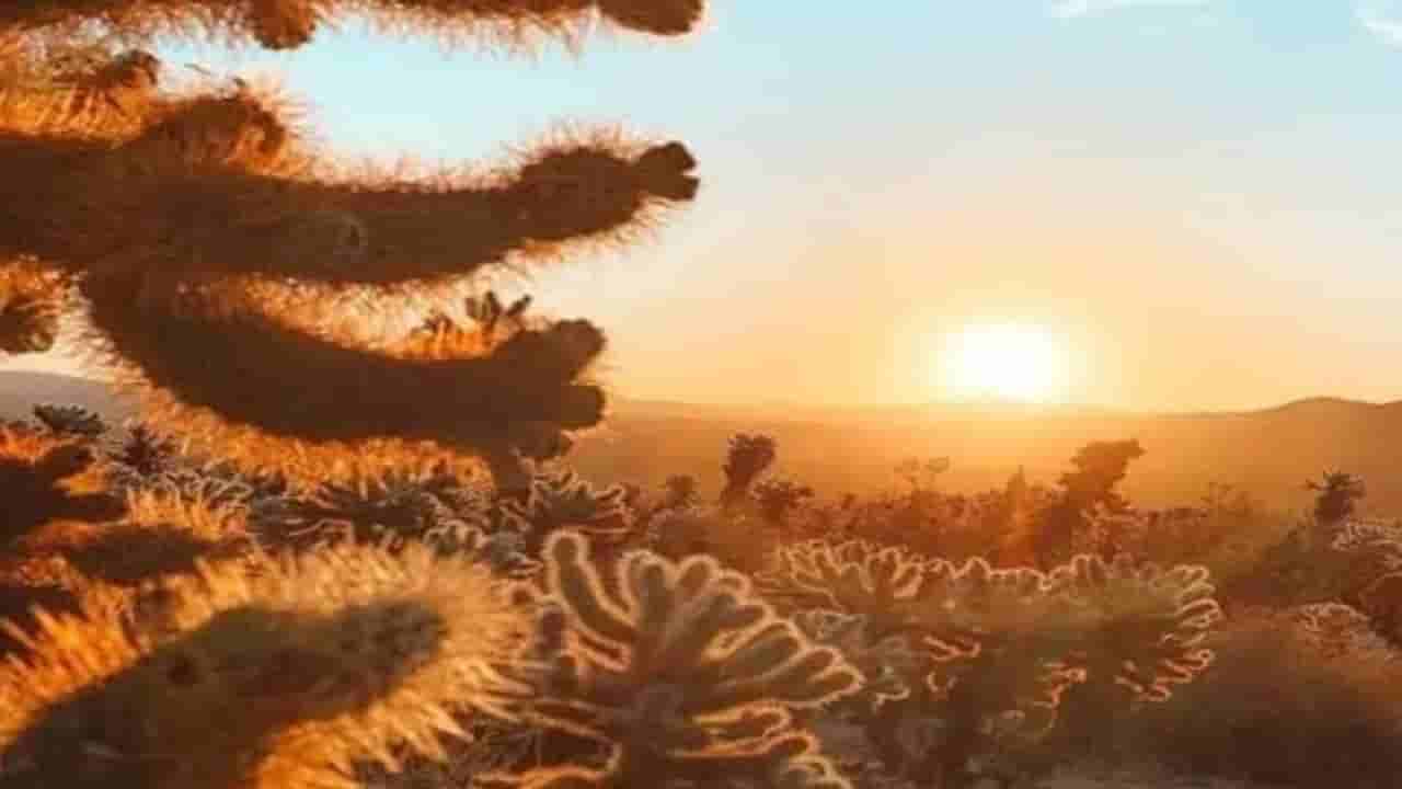 Optical Illusion: ಈ ಚಿತ್ರದಲ್ಲಿ ಅಡಗಿ ಕುಳಿತಿರುವ ಕಳ್ಳ ಬೆಕ್ಕನ್ನು ಕಂಡು ಹಿಡಿಯಬಲ್ಲಿರಾ