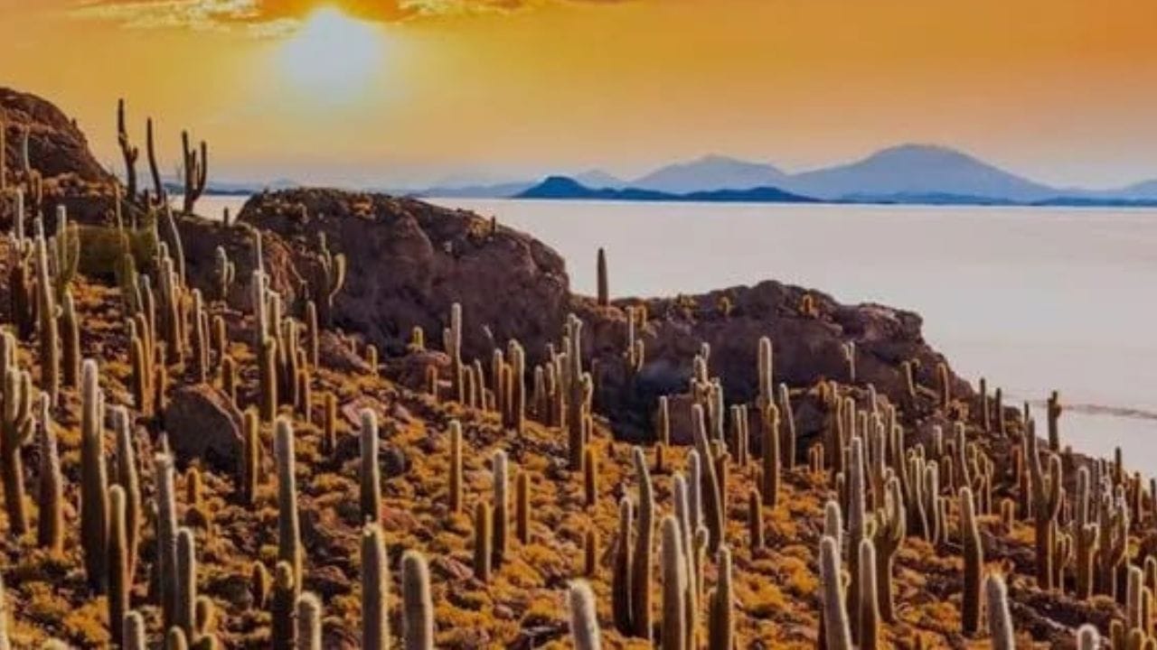 ಆಪ್ಟಿಕಲ್ ಇಲ್ಯೂಷನ್: ಕಳ್ಳಿ ಸಸ್ಯಗಳ ನಡುವೆ ಅಡಗಿರುವ ಜಿಂಕೆಯನ್ನು ಕಂಡು ಹಿಡಿಯಬಲ್ಲಿರ