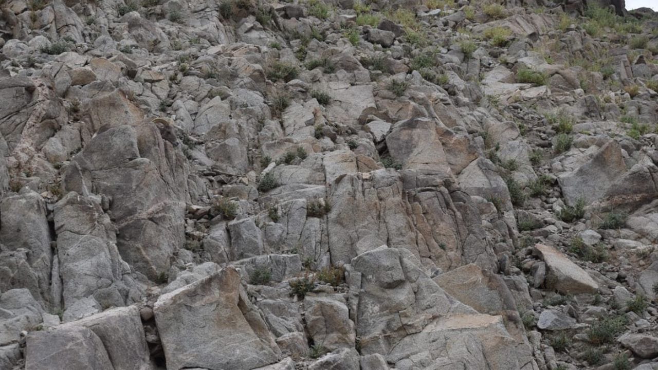 Optical Illusion: ಜಸ್ಟ್ 30 ಸೆಕೆಂಡುಗಳಲ್ಲಿ ಬೆಟ್ಟದ ಮೇಲೆ ಅಡಗಿರುವ ಕುರಿಯನ್ನು ...