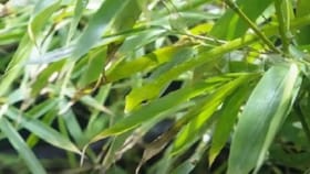 ಹಚ್ಚ ಹಸಿರಿನ ಗಿಡ ಮರಗಳ ನಡುವೆ ಅಡಗಿರುವ ಹಾವನ್ನು ಗುರುತಿಸಬಲ್ಲಿರಾ?