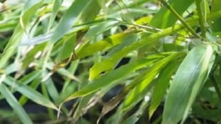 Optical Illusion: ಹಚ್ಚ ಹಸಿರಿನ ಗಿಡ ಮರಗಳ ನಡುವೆ ಅಡಗಿರುವ ಹಾವನ್ನು 10 ಸೆಕೆಂಡುಗಳಲ್ಲಿ ಗುರುತಿಸಬಲ್ಲಿರಾ?