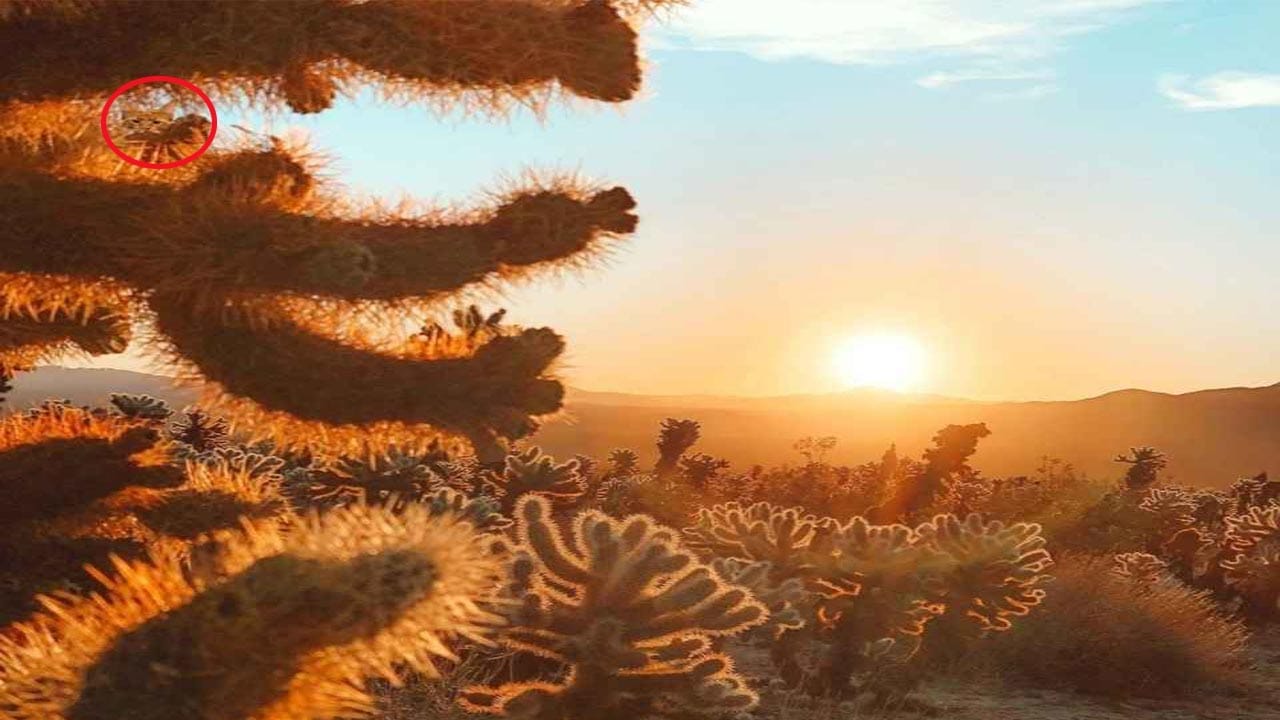 ಆಪ್ಟಿಕಲ್ ಇಲ್ಯೂಷನ್ ಉತ್ತರ