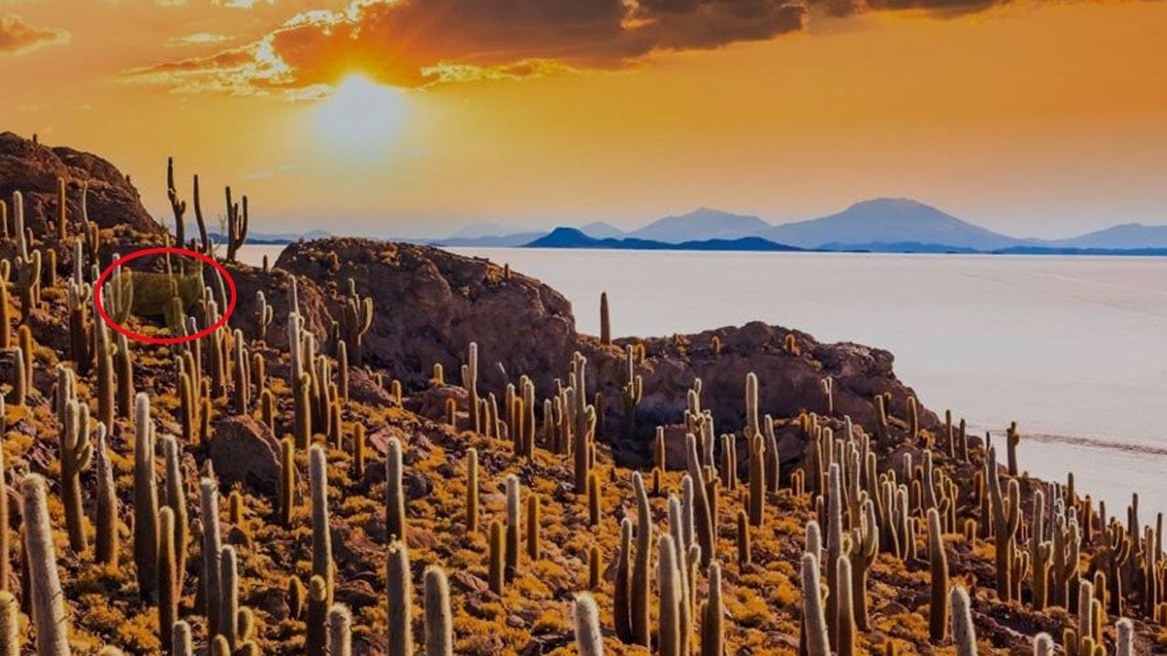 ಆಪ್ಟಿಕಲ್ ಇಲ್ಯೂಷನ್ ಉತ್ತರ