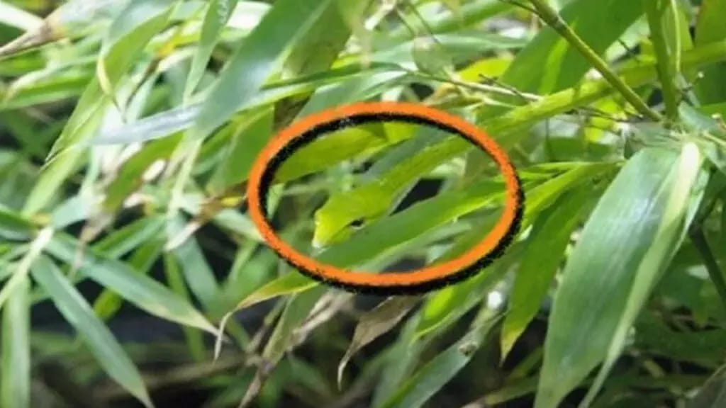 Optical Illusion Answer