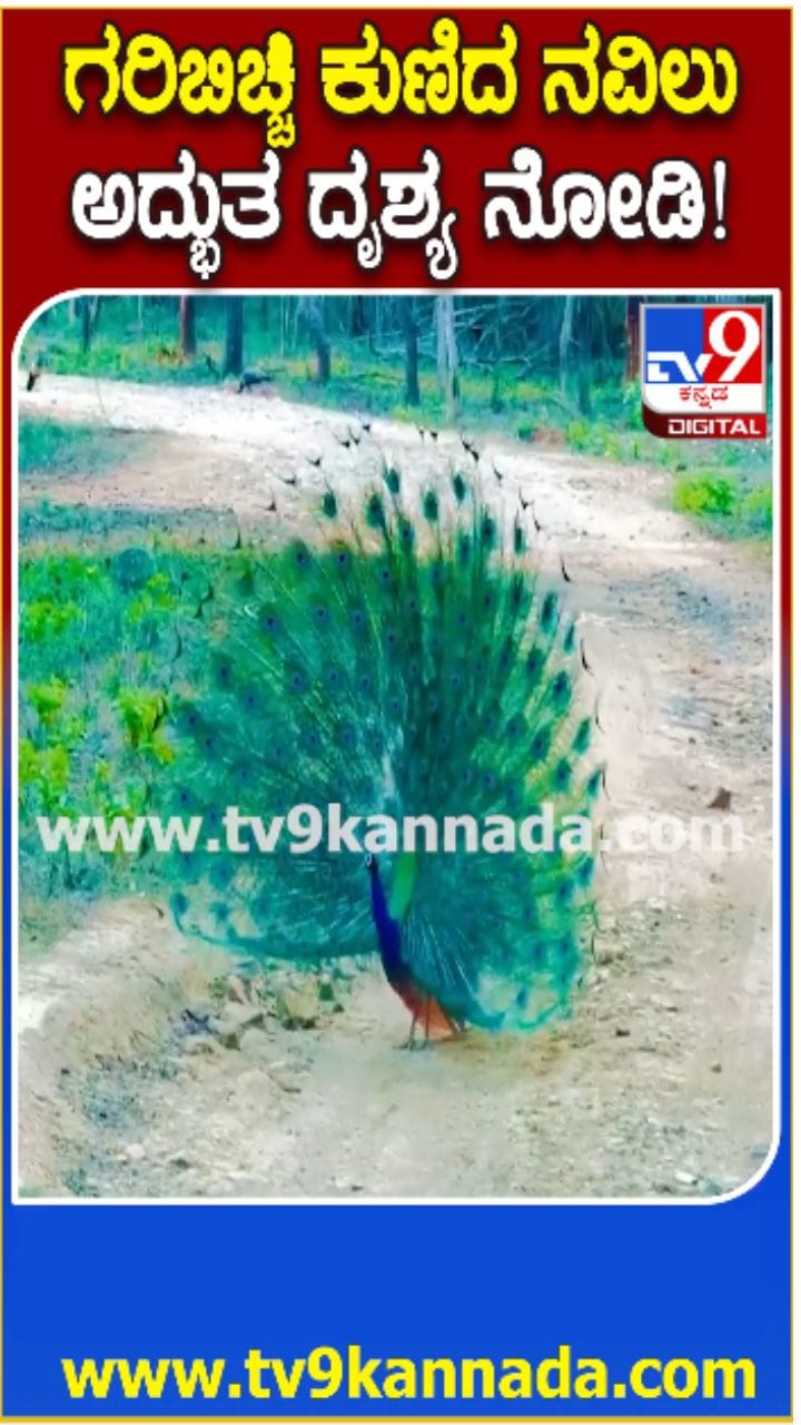 ಗರಿಬಿಚ್ಚಿದ ನವಿಲಿನ ನೃತ್ಯಕ್ಕೆ ಪ್ರವಾಸಿಗರು ಫಿದಾ