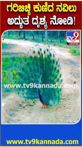 ಗರಿಬಿಚ್ಚಿದ ನವಿಲಿನ ನೃತ್ಯಕ್ಕೆ ಪ್ರವಾಸಿಗರು ಫಿದಾ