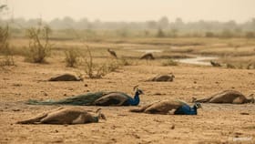 ಸುಡುವ ಬಿಸಿಲಿಗೆ 35 ನವಿಲುಗಳು ಬಲಿ! ಹಕ್ಕಿ ಜ್ವರದ ಸೋಂಕು ಹರಡಿರುವ ಶಂಕೆ