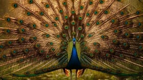 ಸ್ವಪ್ನ ಶಾಸ್ತ್ರದ ಪ್ರಕಾರ ಕನಸಿನಲ್ಲಿ ನವಿಲು ಕಂಡರೆ ಏನರ್ಥ?