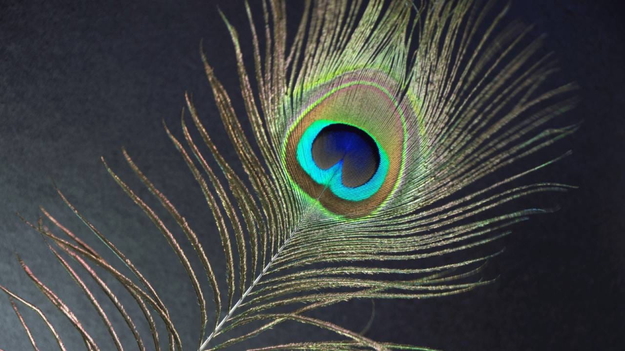 Vastu Tips: ಮನೆಯಲ್ಲಿ ನವಿಲು ಗರಿ ಇಡುವ ಮುನ್ನ ಈ ವಿಷಯವನ್ನು ತಿಳಿದುಕೊಳ್ಳಿ; ಸಂಕಷ್ಟ ತಪ್ಪಿದ್ದಲ್ಲ!