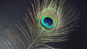 ಮನೆಯಲ್ಲಿ ನವಿಲು ಗರಿ ಇಡುವ ಮುನ್ನ ಈ ವಿಷಯ ತಿಳಿದುಕೊಳ್ಳಿ