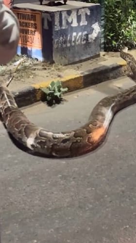 ಫರೀದಾಬಾದ್​​ನ ಸೇತುವೆ ಬಳಿ ದೈತ್ಯ ಹೆಬ್ಬಾವು ಪತ್ತೆ