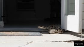 ಬಿಸಿಲ ಬೇಗೆಗೆ ಮನೆಗಳಿಗೆ ಲಗ್ಗೆ ಇಡುತ್ತಿವೆ ವಿಷಸರ್ಪಗಳು! ಇರಲಿ ಎಚ್ಚರ