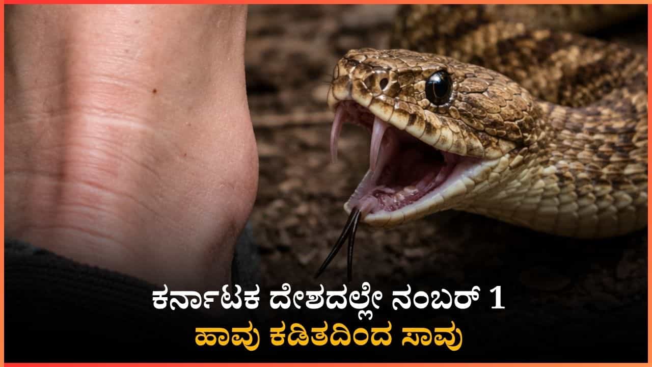 ಹಾವು ಕಡಿತದಿಂದ ಸಾವು: ದೇಶದಲ್ಲೇ ಕರ್ನಾಟಕಕ್ಕೆ ಮೊದಲ ಸ್ಥಾನ; ಮೂರು ವರ್ಷಗಳಲ್ಲಿ 277 ಸಾವು! ಹಾವು ಕಡಿತದಿಂದ ಸಾವು: ದೇಶದಲ್ಲೇ ಕರ್ನಾಟಕಕ್ಕೆ ಮೊದಲ ಸ್ಥಾನ; ಮೂರು ವರ್ಷಗಳಲ್ಲಿ 277 ಸಾವು!