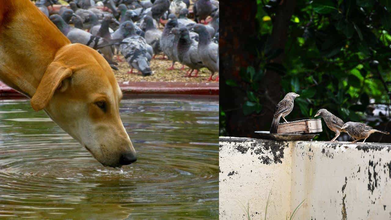 ಸುಡು ಬಿಸಿಲಿಗೆ ಬಸವಳಿದ ಮೂಕ ಜೀವಿಗಳಿಗೆ ಈ ರೀತಿ ನಿಮ್ಮ ಕೈಲಾದಷ್ಟು ಸಹಾಯ ಮಾಡಿ