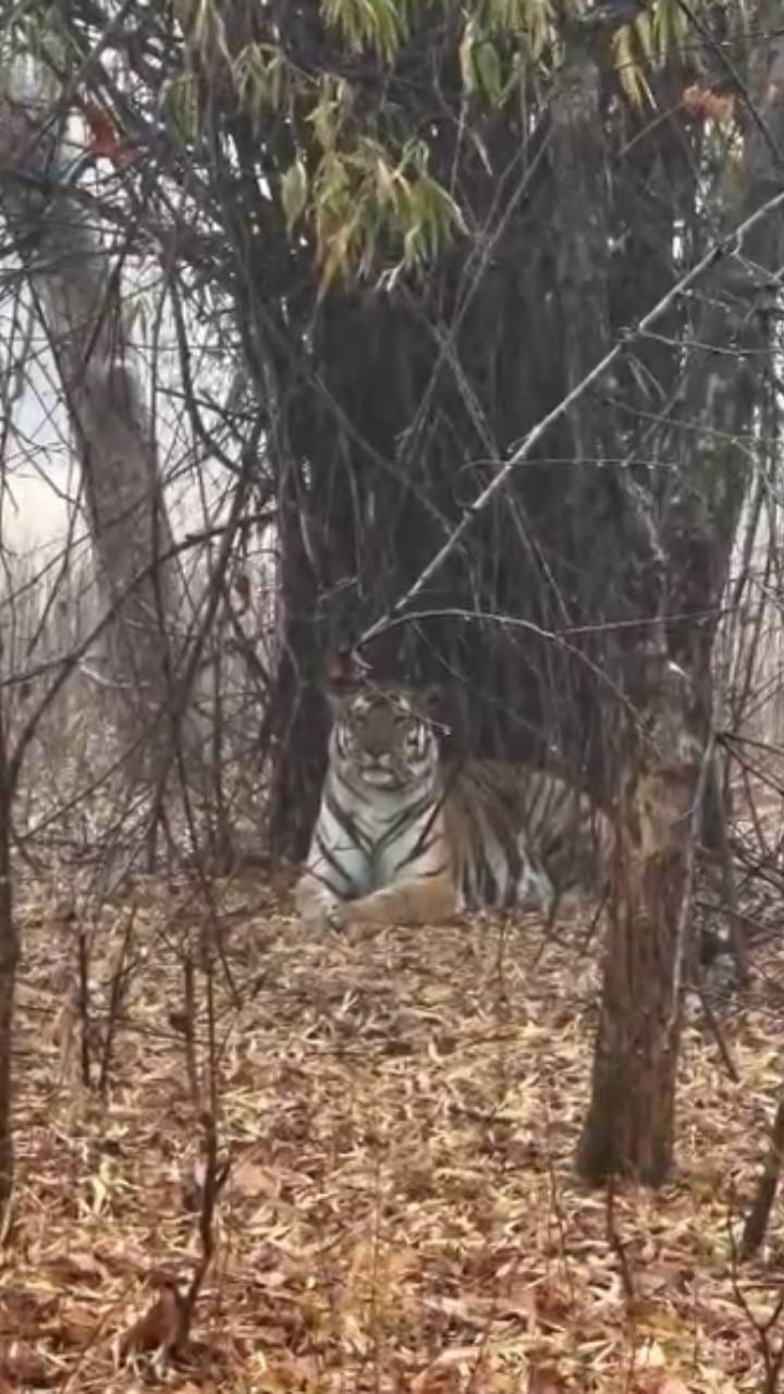 ಮಳೆಯಲ್ಲೂ ಅಂಜದೇ ಕ್ಯಾಮೆರಾಗೆ ಪೋಸ್​ ಕೊಟ್ಟ ವ್ಯಾಘ್ರ