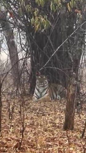 ಮಳೆಯಲ್ಲೂ ಅಂಜದೇ ಕ್ಯಾಮೆರಾಗೆ ಪೋಸ್​ ಕೊಟ್ಟ ವ್ಯಾಘ್ರ