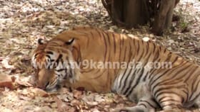 ಉಷ್ಣ ಅಲೆಯ ನಡುವೆಯೂ ಹಂಪಿ ಮೃಗಾಲಯದ ಪ್ರಾಣಿಗಳು ಕೂಲ್ ಕೂಲ್! ಹೇಗೆ ಗೊತ್ತಾ?