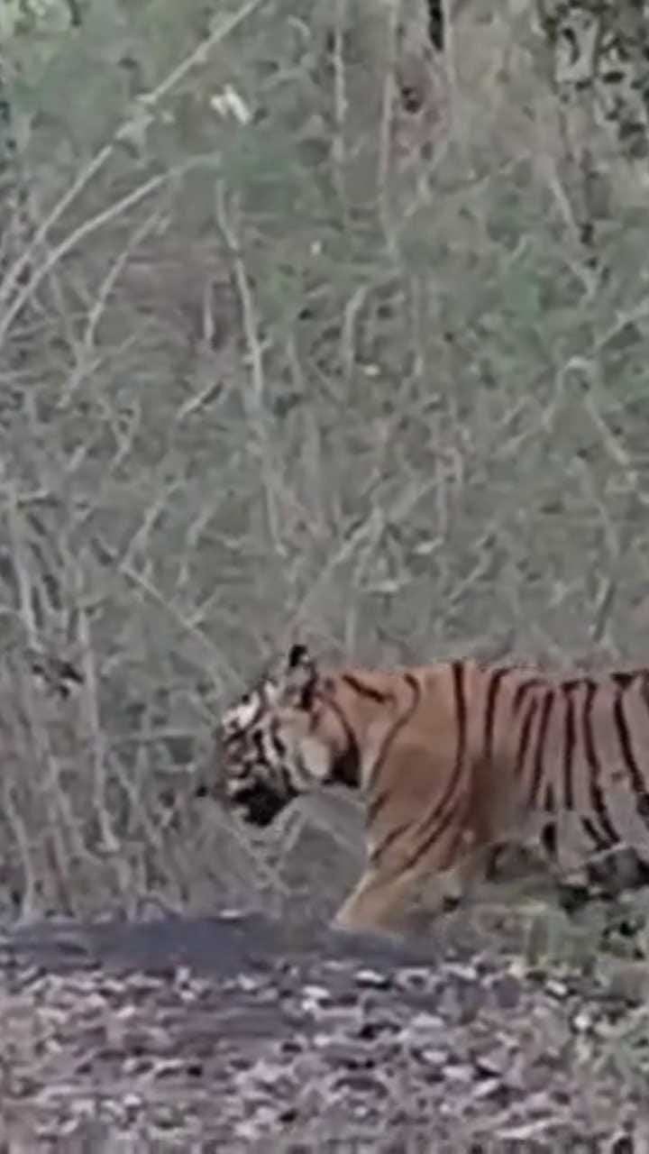 ಸಫಾರಿಯಲ್ಲಿ ಹೆಬ್ಬುಲಿ ಕಂಡು ಪ್ರವಾಸಿಗರು ಫುಲ್ ಖುಷ್!