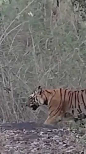 ಸಫಾರಿಯಲ್ಲಿ ಹೆಬ್ಬುಲಿ ಕಂಡು ಪ್ರವಾಸಿಗರು ಫುಲ್ ಖುಷ್!