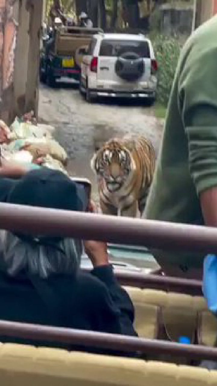 ಸಫಾರಿಗೆ ಬಂದ ಪ್ರವಾಸಿಗರ ಗಲಾಟೆಯಿಂದ ಕಂಗಾಲಾದ ಹುಲಿ