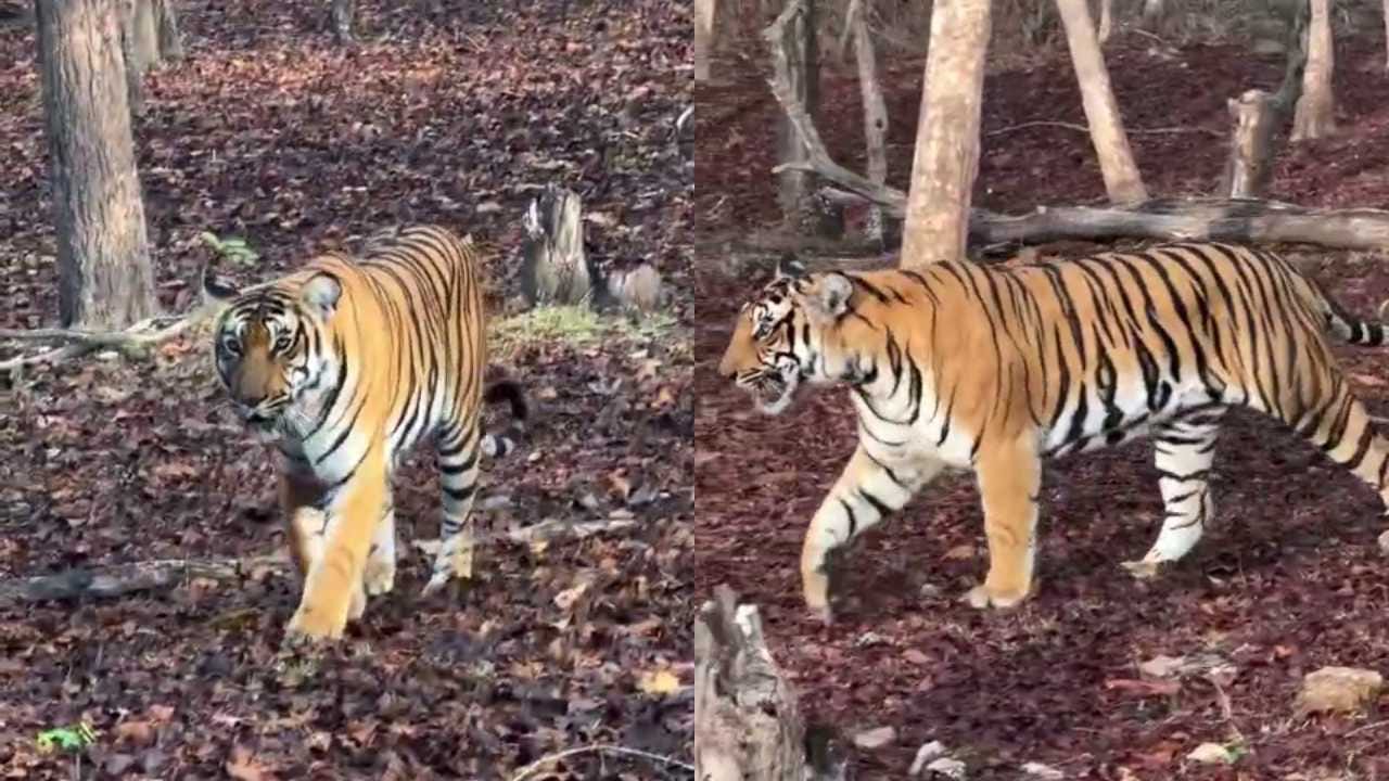 ಪ್ರವಾಸಿಗರನ್ನೇ ದಿಟ್ಟಿಸಿ ನೋಡುತ್ತಾ ಸಾಗಿದ ಹುಲಿರಾಯನ ಖದರ್ ನೋಡಿ!