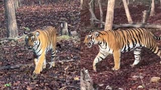 ಸಖತ್ ಫೈಟ್ ಮಾಡ್ತಾರೆ ರಾಮ್ ಗೋಪಾಲ್ ವರ್ಮಾ: ವಿಡಿಯೋ