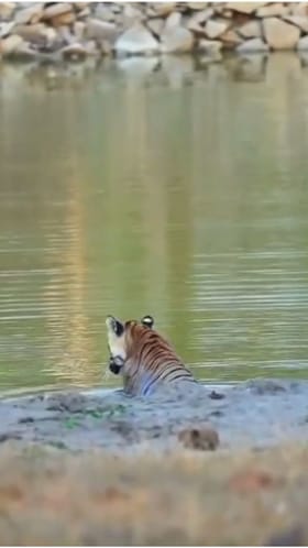 ಕಬಿನಿ ಹಿನ್ನೀರಲ್ಲಿ ಹುಲಿಯ ಸ್ವಿಮ್ಮಿಂಗ್​​ ಹೇಗಿದೆ ನೋಡಿ