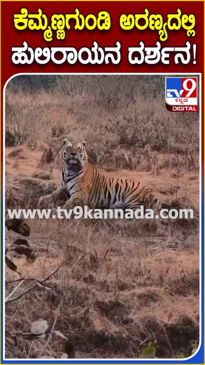 ವಿಡಿಯೋಗೆ ಹೇಗೆ ಪೋಸ್ ಕೊಟ್ಟ ನೋಡಿ ಹುಲಿರಾಯ!