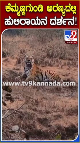 ವಿಡಿಯೋಗೆ ಹೇಗೆ ಪೋಸ್ ಕೊಟ್ಟ ನೋಡಿ ಹುಲಿರಾಯ!