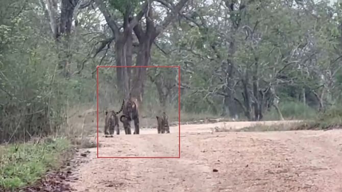 ಬಂಡೀಪುರ ಸಫಾರಿಗೆ ಹೋದ ಪ್ರವಾಸಿಗರಿಗೆ ಡಬಲ್ ಧಮಾಕ
