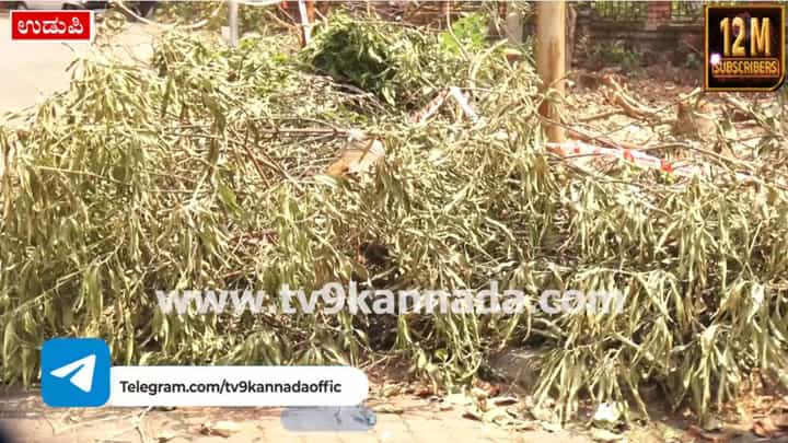ಉಡುಪಿ ಜಿಲ್ಲಾಧಿಕಾರಿ ಕಚೇರಿ ಆವರಣದಲ್ಲಿಯೇ ಮರಗಳ ಮಾರಣಹೋಮ: 10ಕ್ಕೂ ಹೆಚ್ಚು ವೃಕ್ಷಗಳಿಗೆ ಕೊಡಲಿಯೇಟು ಉಡುಪಿ ಜಿಲ್ಲಾಧಿಕಾರಿ ಕಚೇರಿ ಆವರಣದಲ್ಲಿಯೇ ಮರಗಳ ಮಾರಣಹೋಮ: 10ಕ್ಕೂ ಹೆಚ್ಚು ವೃಕ್ಷಗಳಿಗೆ ಕೊಡಲಿಯೇಟು