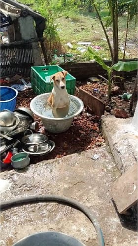 ಸೆಕೆಯಿಂದ ಪಾರಾಗಲು ಈ ಶ್ವಾನ ಮಾಡಿದ್ದೇನು ನೋಡಿ