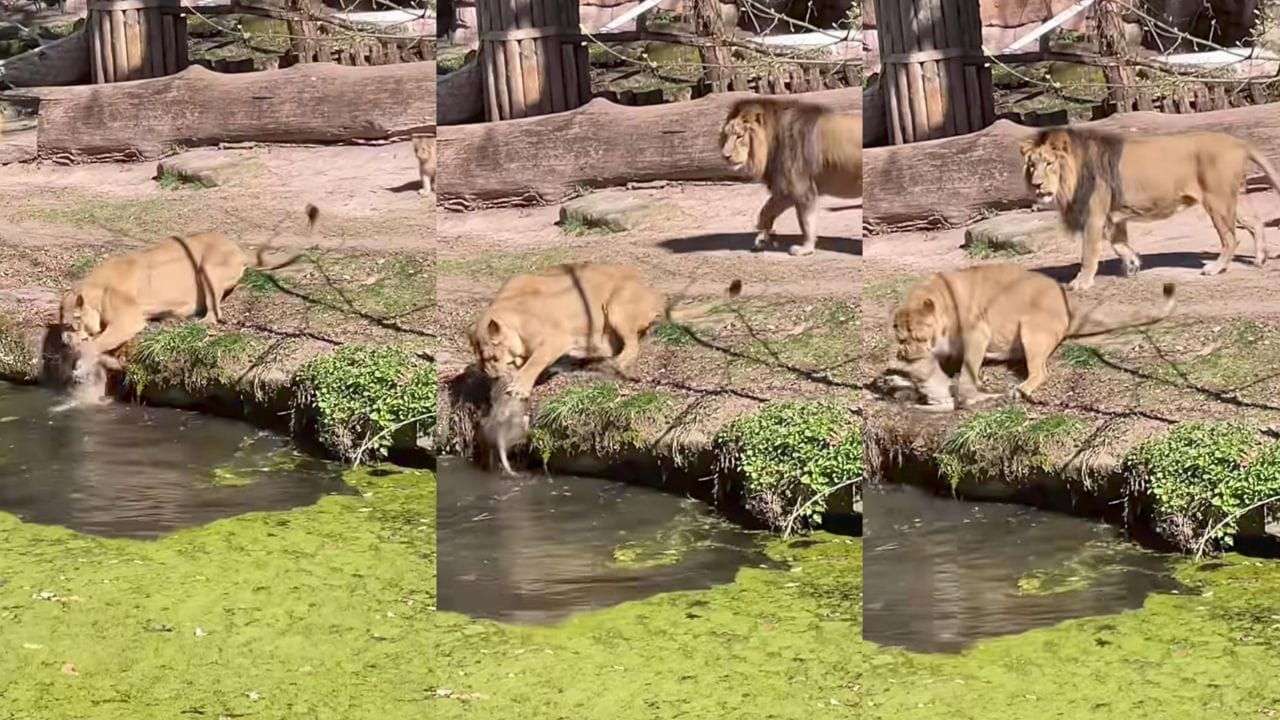 ವಿಡಿಯೋ: ನೀರ್ ಹತ್ರ ಯಾಕೆ ಹೋಗ್ತೀಯಾ; ನೀರಿಗೆ ಬಿದ್ದ ಕಂದಮ್ಮನನ್ನು ರಕ್ಷಿಸಿದ ತಾಯಿ ಸಿಂಹ