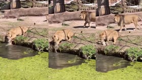 ನೀರ್‌ ಹತ್ರ ಯಾಕೆ ಹೋಗ್ತೀಯಾ; ನೀರಿಗೆ ಬಿದ್ದ ಕಂದಮ್ಮನನ್ನು ರಕ್ಷಿಸಿದ ತಾಯಿ