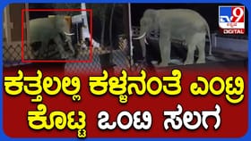 ಪಾಲಾರ್ ಚೆಕ್ ಪೋಸ್ಟ್ ಬಳಿ ರಾತ್ರಿ ವೇಳೆ ಪ್ರತ್ಯಕ್ಷವಾದ ಕಾಡಾನೆ!