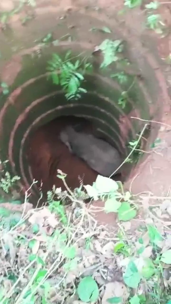 ಮಡಿಕೇರಿ ಪೆರಾಜೆ ಬಳಿ 50 ಅಡಿ ಆಳದ ಬಾವಿಗೆ ಬಿದ್ದ ಕಾಡಾನೆ!