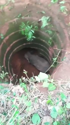 ಮಡಿಕೇರಿ ಪೆರಾಜೆ ಬಳಿ 50 ಅಡಿ ಆಳದ ಬಾವಿಗೆ ಬಿದ್ದ ಕಾಡಾನೆ!