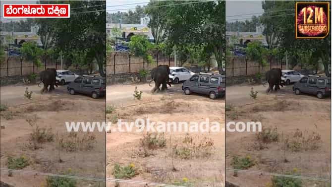 ಚನ್ನಪಟ್ಟಣ ನಗರಕ್ಕೇ ನುಗ್ಗಿದ ಒಂಟಿ ಸಲಗ: ಎದುರಿಗೆ ಸಿಕ್ಕಿದ್ದೆಲ್ಲ ಉಡೀಸ್​​