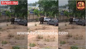 ಚನ್ನಪಟ್ಟಣ ನಗರಕ್ಕೇ ನುಗ್ಗಿದ ಒಂಟಿ ಸಲಗ: ಎದುರಿಗೆ ಸಿಕ್ಕಿದ್ದೆಲ್ಲ ಉಡೀಸ್​​