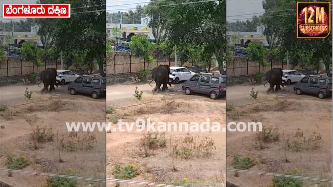 ಚನ್ನಪಟ್ಟಣ ನಗರಕ್ಕೇ ನುಗ್ಗಿದ ಒಂಟಿ ಸಲಗ: ಎದುರಿಗೆ ಸಿಕ್ಕಿದ್ದೆಲ್ಲ ಉಡೀಸ್​​