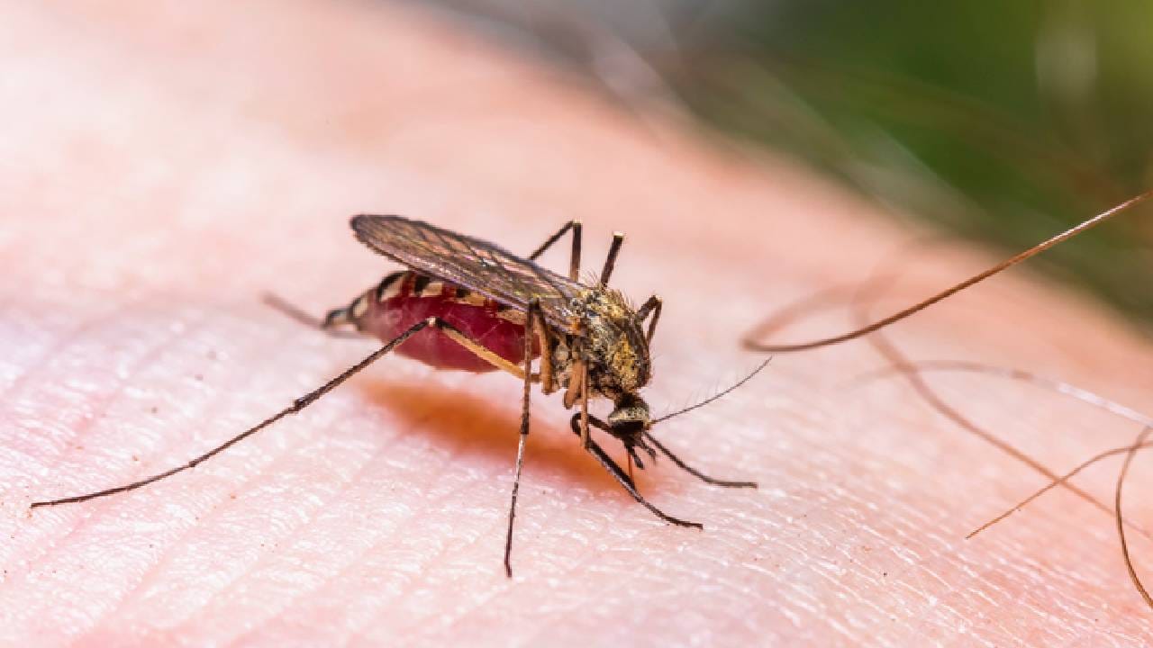 World Malaria Day 2026: ಮಲೇರಿಯಾ ಜ್ವರ ಹೇಗೆ ಹರಡುತ್ತದೆ? ಈ ರೋಗ ಬರದಂತೆ ತಡೆಗಟ್ಟಲು ಏನು ಮಾಡಬೇಕು?