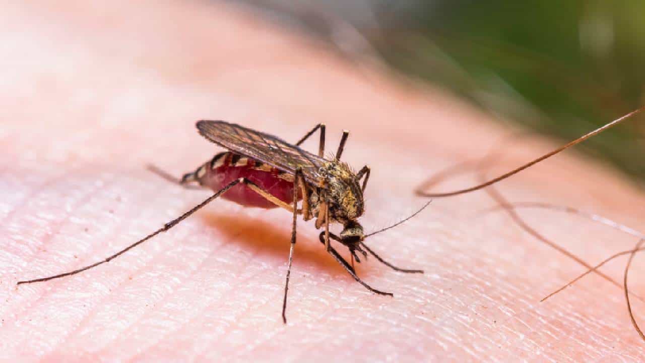 World Malaria Day 2026: ಮಲೇರಿಯಾ ಜ್ವರ ಹೇಗೆ ಹರಡುತ್ತದೆ? ಈ ರೋಗ ಬರದಂತೆ ತಡೆಗಟ್ಟಲು ಏನು ಮಾಡಬೇಕು? World Malaria Day 2026: ಮಲೇರಿಯಾ ಜ್ವರ ಹೇಗೆ ಹರಡುತ್ತದೆ? ಈ ರೋಗ ಬರದಂತೆ ತಡೆಗಟ್ಟಲು ಏನು ಮಾಡಬೇಕು?