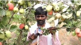 ಯ್ಯೂಟೂಬೇ ಗುರು: ಚಿಕ್ಕಬಳ್ಳಾಪುರದಲ್ಲಿ ಕಾಶ್ಮೀರಿ ಆ್ಯಪಲ್​​ ಬೆಳೆದ ರೈತ!