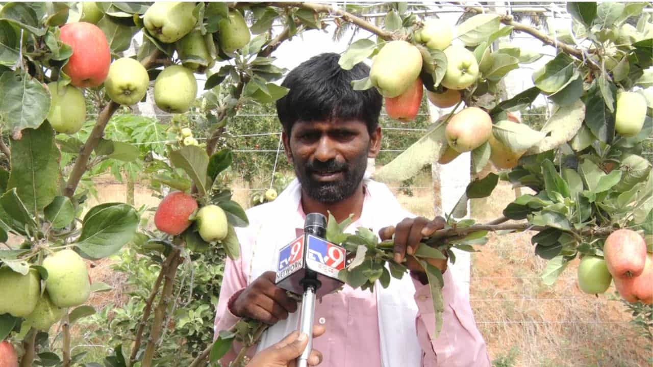 ಯ್ಯೂಟೂಬೇ ಗುರು: ಬಿಸಿಲಿನ ಅಬ್ಬರದ ನಡುವೆ ಚಿಕ್ಕಬಳ್ಳಾಪುರದಲ್ಲಿ ಕಾಶ್ಮೀರಿ ಆ್ಯಪಲ್ ಬೆಳೆದ ರೈತ! ಯ್ಯೂಟೂಬೇ ಗುರು: ಬಿಸಿಲಿನ ಅಬ್ಬರದ ನಡುವೆ ಚಿಕ್ಕಬಳ್ಳಾಪುರದಲ್ಲಿ ಕಾಶ್ಮೀರಿ ಆ್ಯಪಲ್ ಬೆಳೆದ ರೈತ!