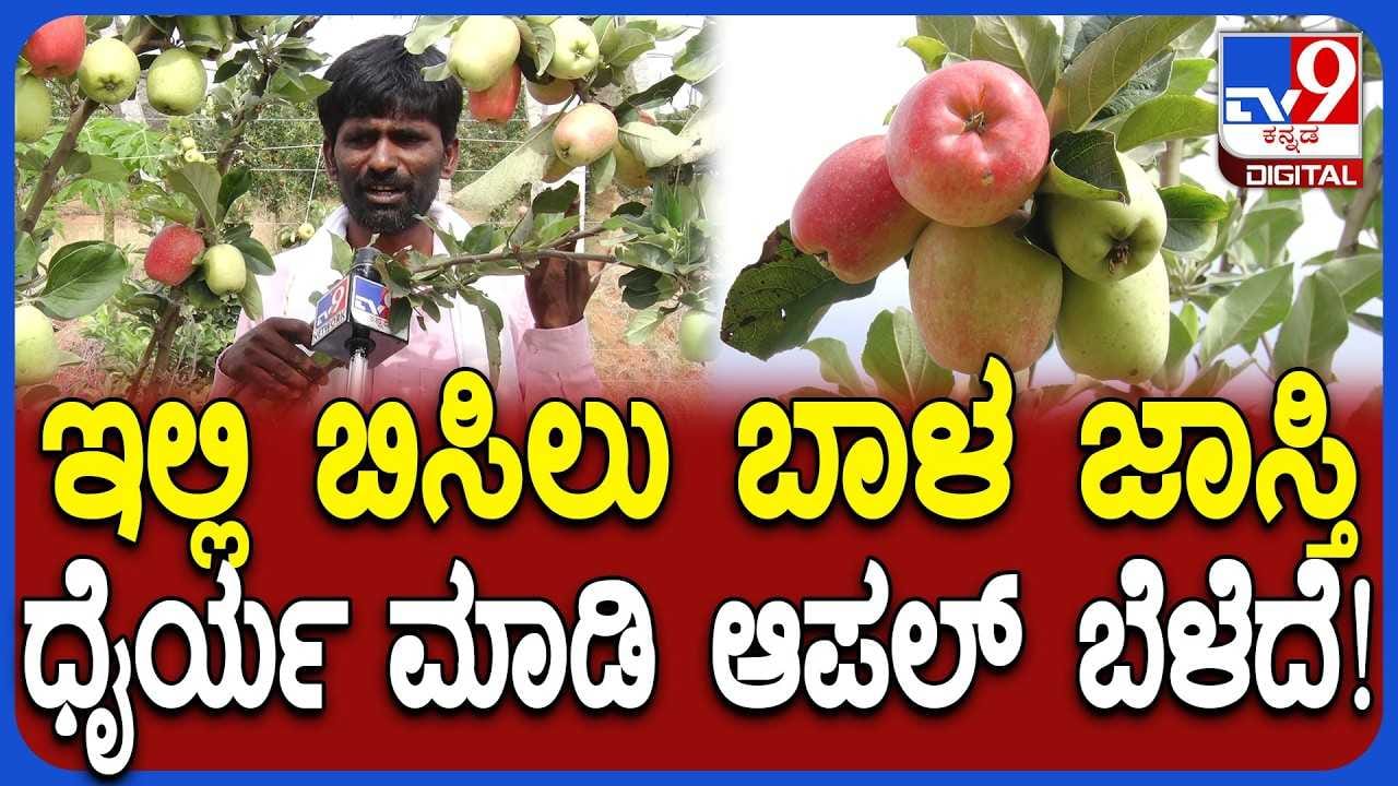 ಚಿಕ್ಕಬಳ್ಳಾಪುರದಲ್ಲಿ ಕಾಶ್ಮೀರಿ ಆ್ಯಪಲ್ ಬೆಳೆದು ಸೈ ಎನಿಸಿಕೊಂಡ ರೈತ!