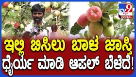 ಚಿಕ್ಕಬಳ್ಳಾಪುರದಲ್ಲಿ ಕಾಶ್ಮೀರಿ ಆ್ಯಪಲ್ ಬೆಳೆದು ಸೈ ಎನಿಸಿಕೊಂಡ ರೈತ!