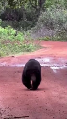 ಇಡೀ ರೋಡಲ್ಲಿ ಈ ಕರಡಿಯದ್ದೇ ಹವಾ!